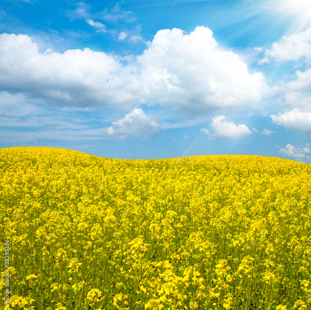 flower of oil rape in field with blue sky and clouds