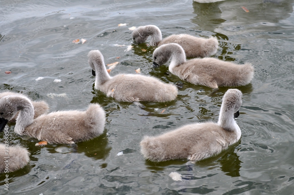 Baby swans Baby swans
