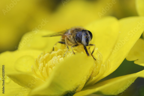 Marsh marigold with a bee