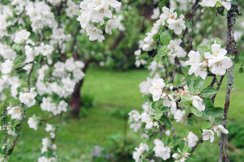 Obraz premium Garden blossoming an apple-tree