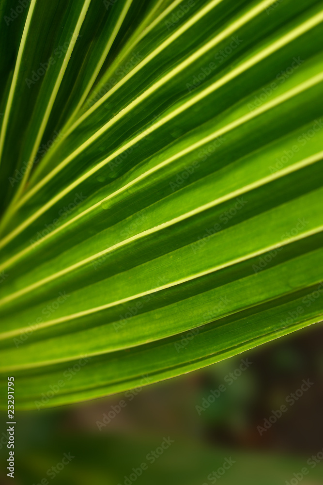 Long-plant Long-plant