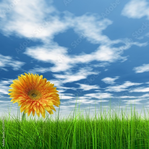 High resolution yellow flower in green grass with blue sky