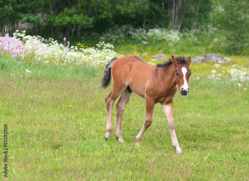 Fototapeta premium Foal