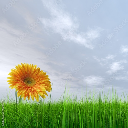 High resolution yellow flower in green grass with blue sky