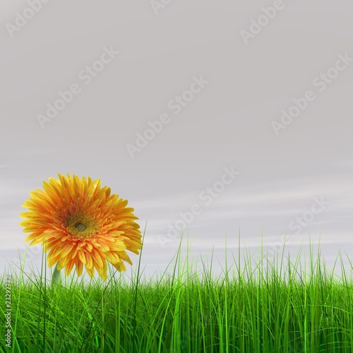 High resolution yellow flower in green grass with gray sky