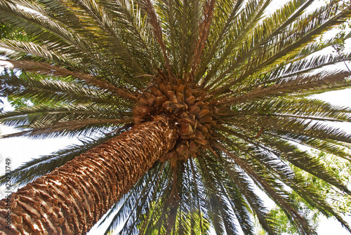 View of a palm tree crown