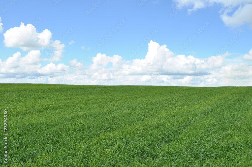 Field of green crop