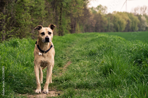 Hund