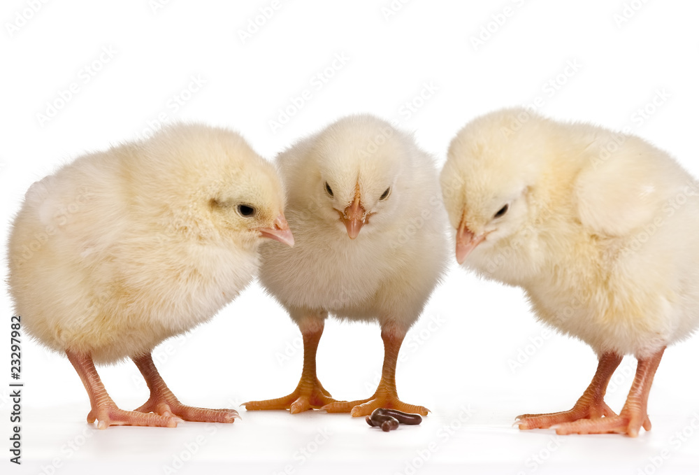 Three Young Chicks Three Young Chicks