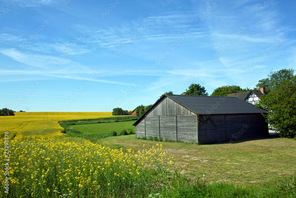 Yellow Field with a Barn Yellow Field with a Barn