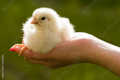 Chicken in hand