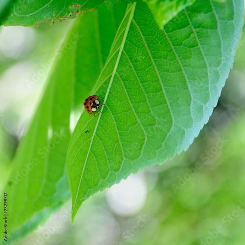 Coccinelle