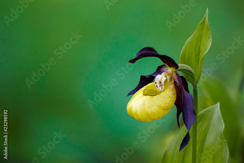 Fototapeta Naklejka Na Ścianę i Meble -  lady's-slipper orchid, Cypripedium calceolus 05