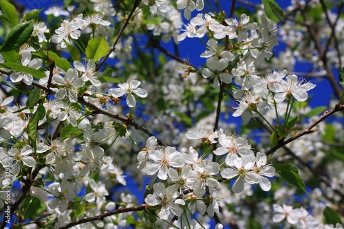 cherry tree blossoming © lindawelsa