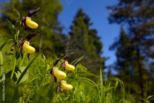 Fototapeta Naklejka Na Ścianę i Meble -  lady's-slipper orchid, Cypripedium calceolus 09