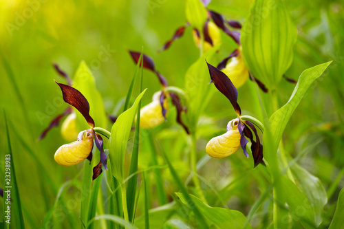 lady's-slipper orchid, Cypripedium calceolus 13