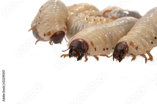 beetle larva  rhinoceros