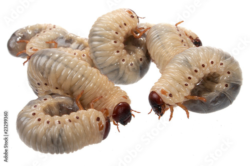 beetle larva  rhinoceros