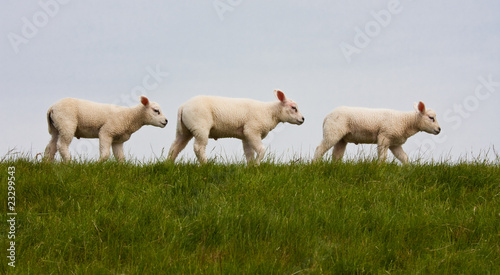 Fototapeta Naklejka Na Ścianę i Meble -  Parade of young lambs in succession