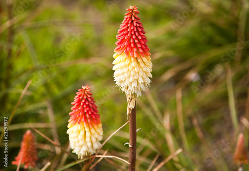Fototapeta Naklejka Na Ścianę i Meble -  Red Hot Poker or Tritoma (Kniphofia uvaria)