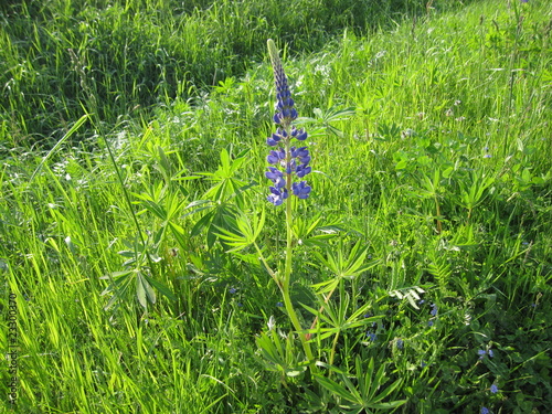 Lupine am Wegesrand photo