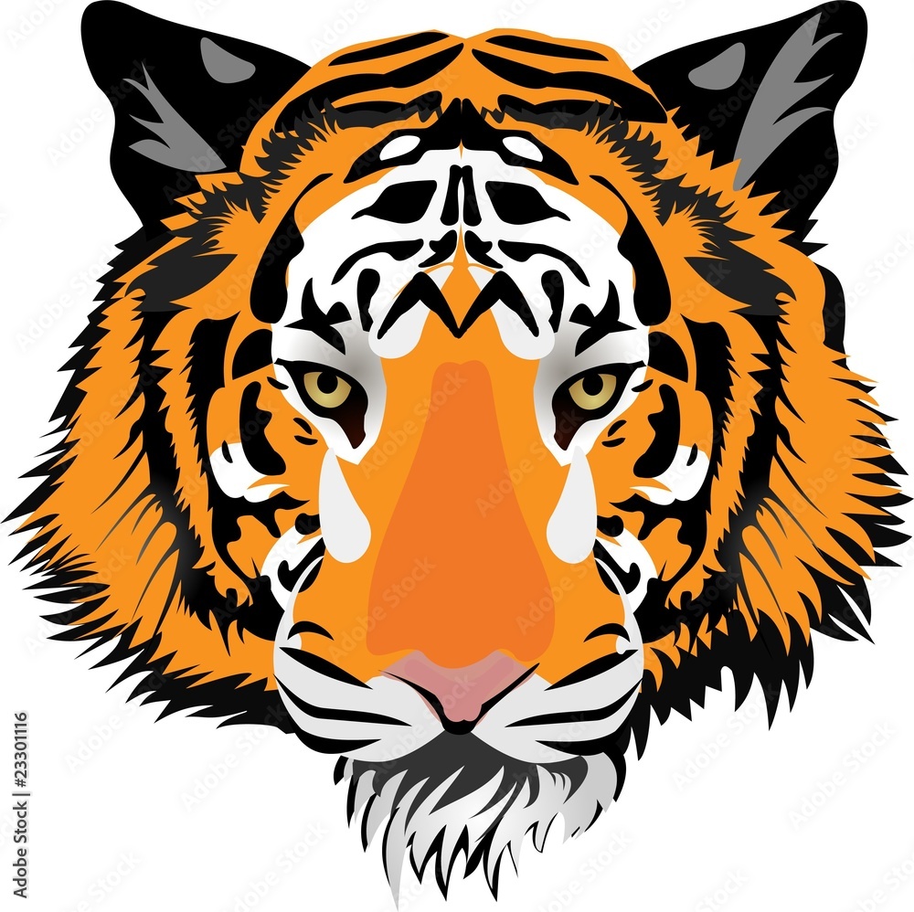 Tiger head. Vector