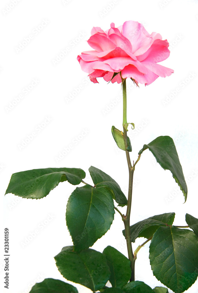 Fototapeta premium beautiful pink rose over white