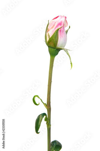 pink rose bud over white