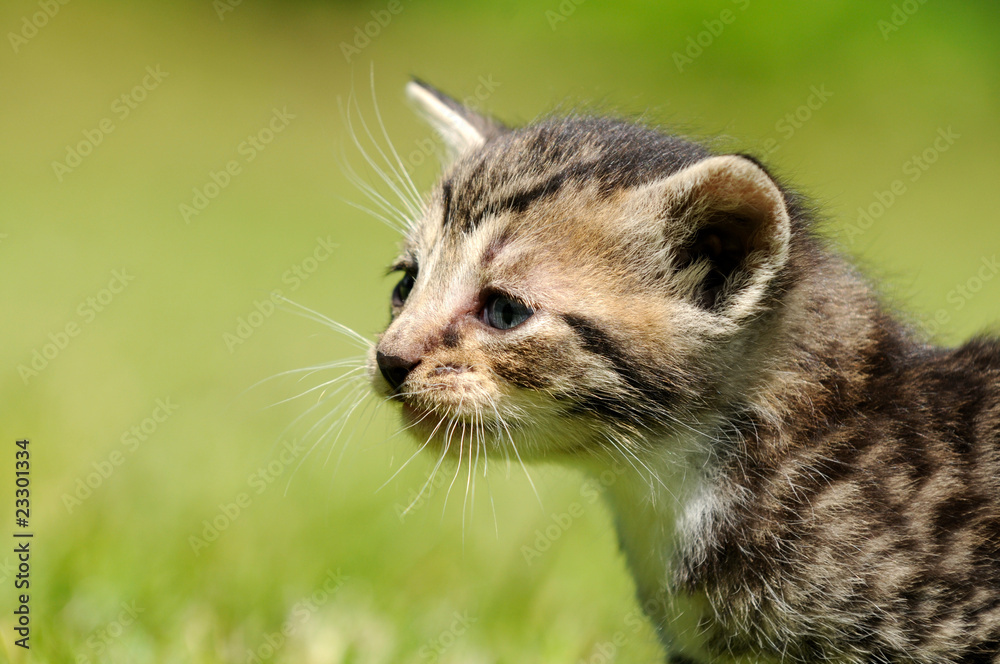 Getigertes Katzenbaby Getigertes Katzenbaby