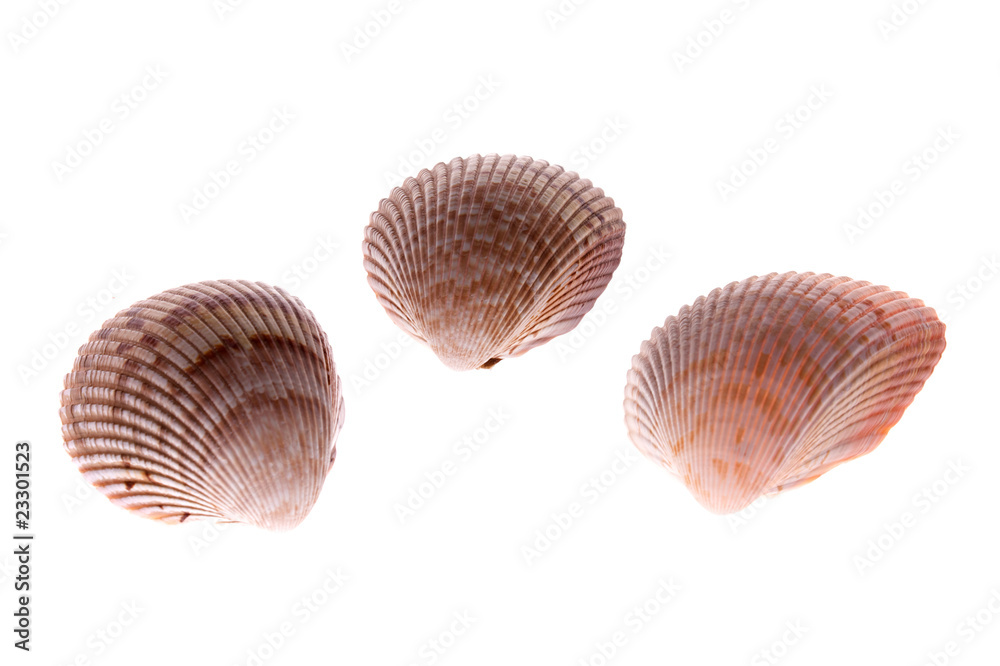 cockle shells cockle shells