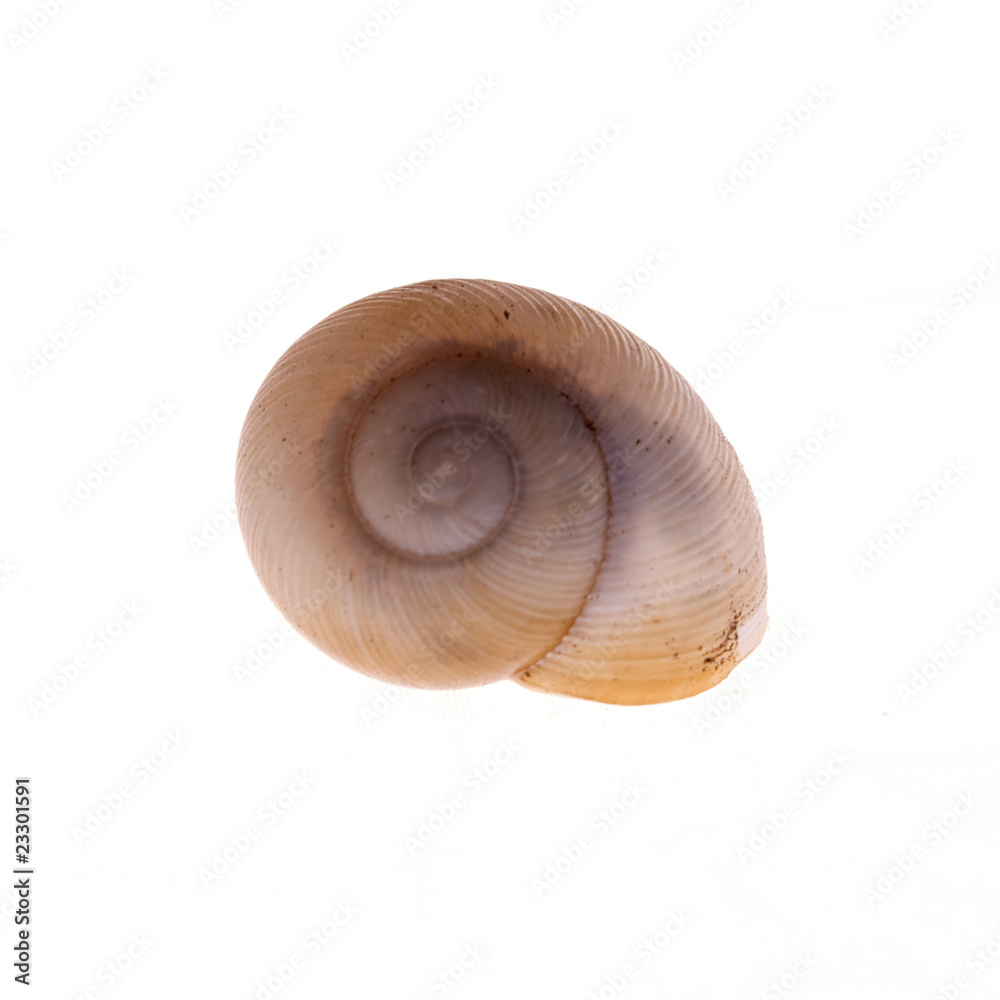 moon snail moon snail