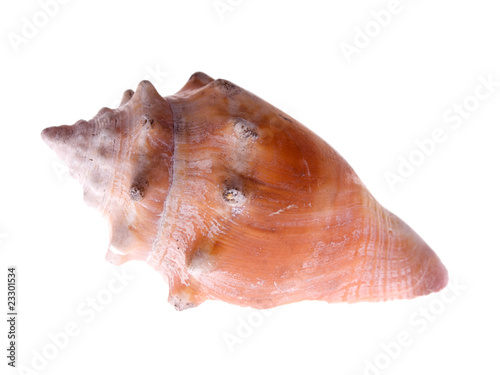 fighting conch