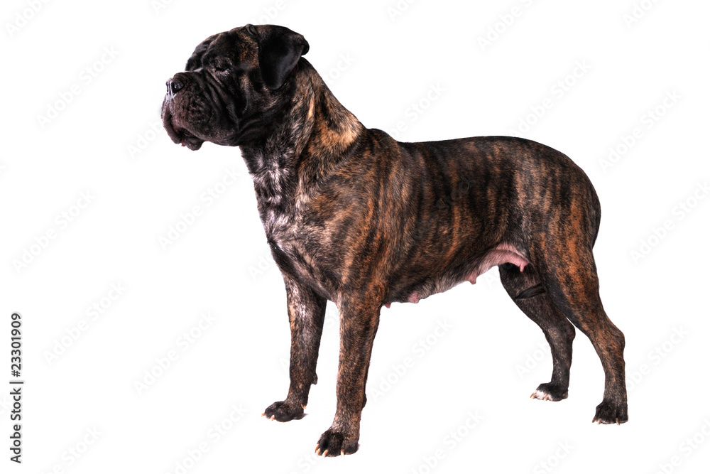 Obraz premium Bullmastiff Standing