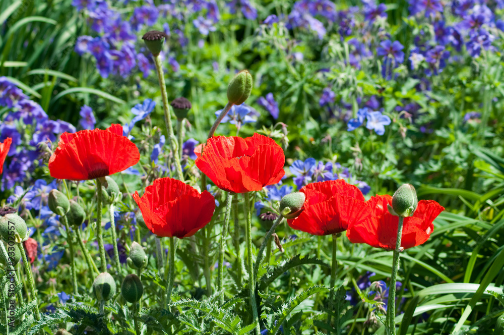Obraz premium Mohn. Wiese