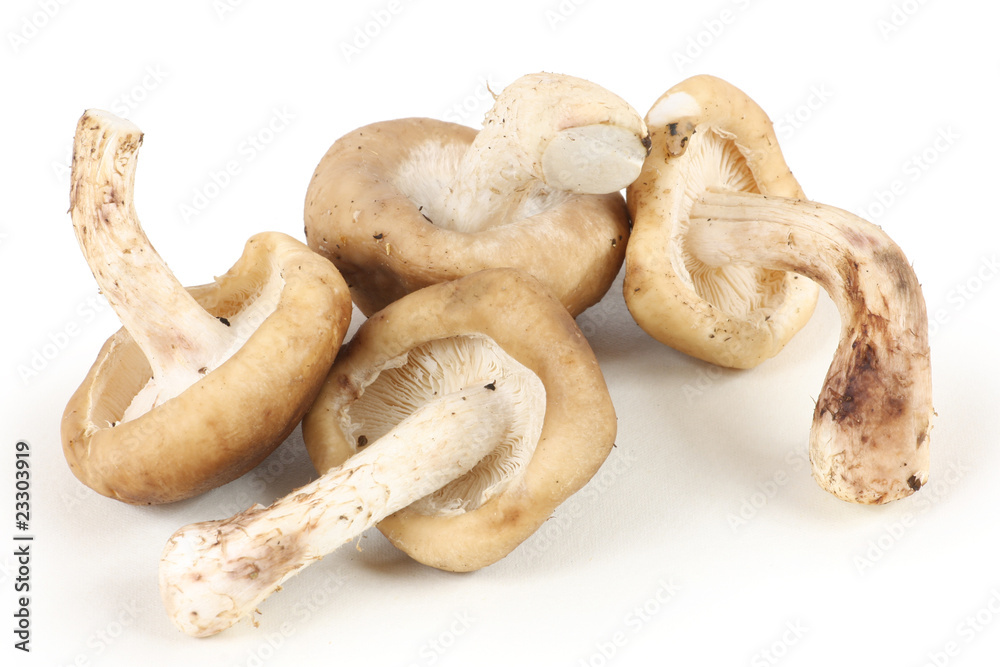 mushrooms isolated on white background mushrooms isolated on white background