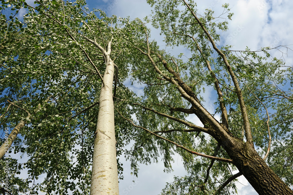 Fototapeta premium alberi 953