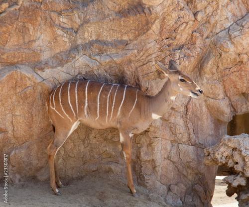 Kudu antelope with camoflage