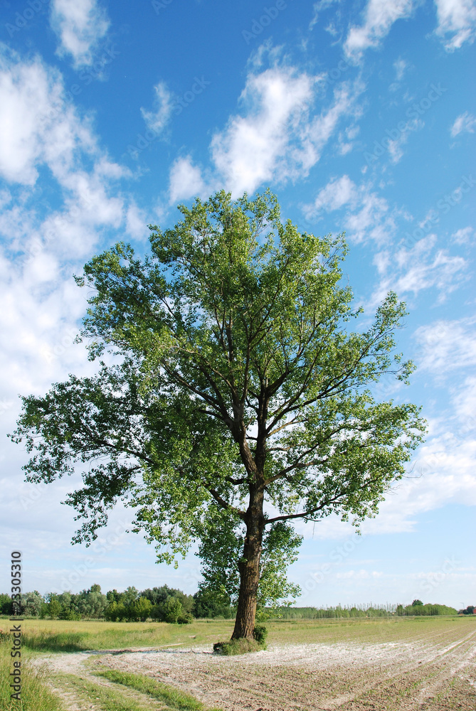 Fototapeta premium alberi 1024