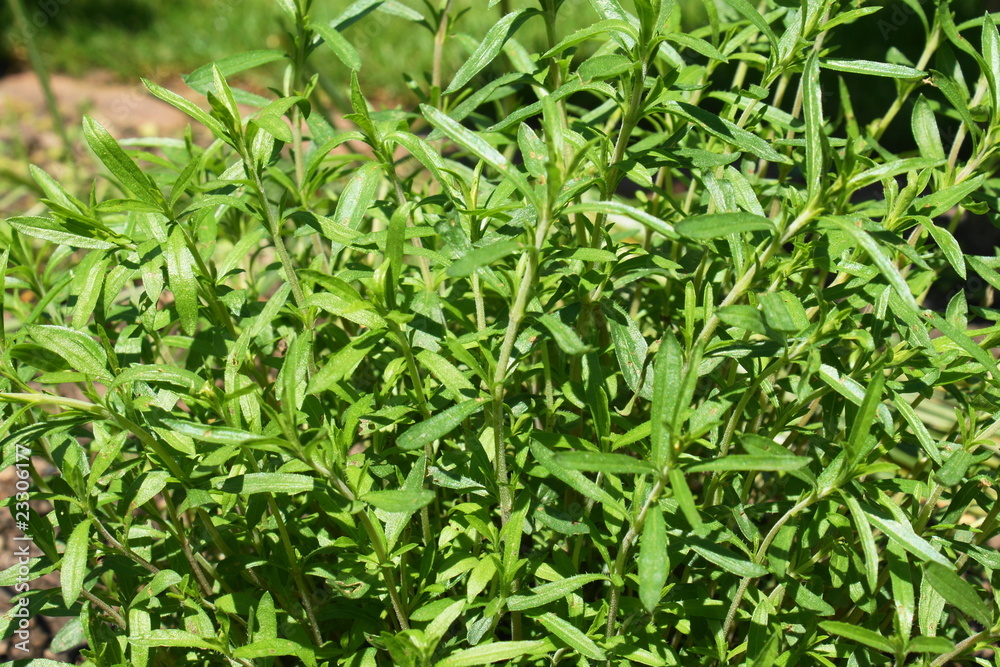 Bergbohnenkraut Bergbohnenkraut
