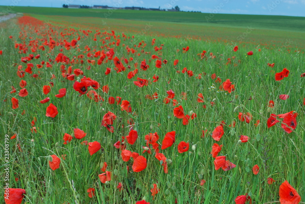 Fototapeta premium champs de coquelicot
