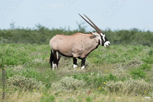 Gemsbok