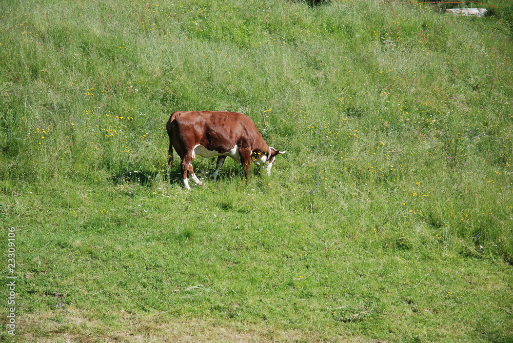 mucca mucca