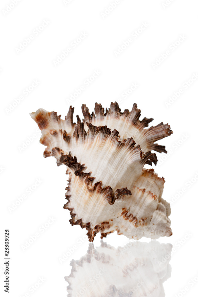 Sea Shell Sea Shell
