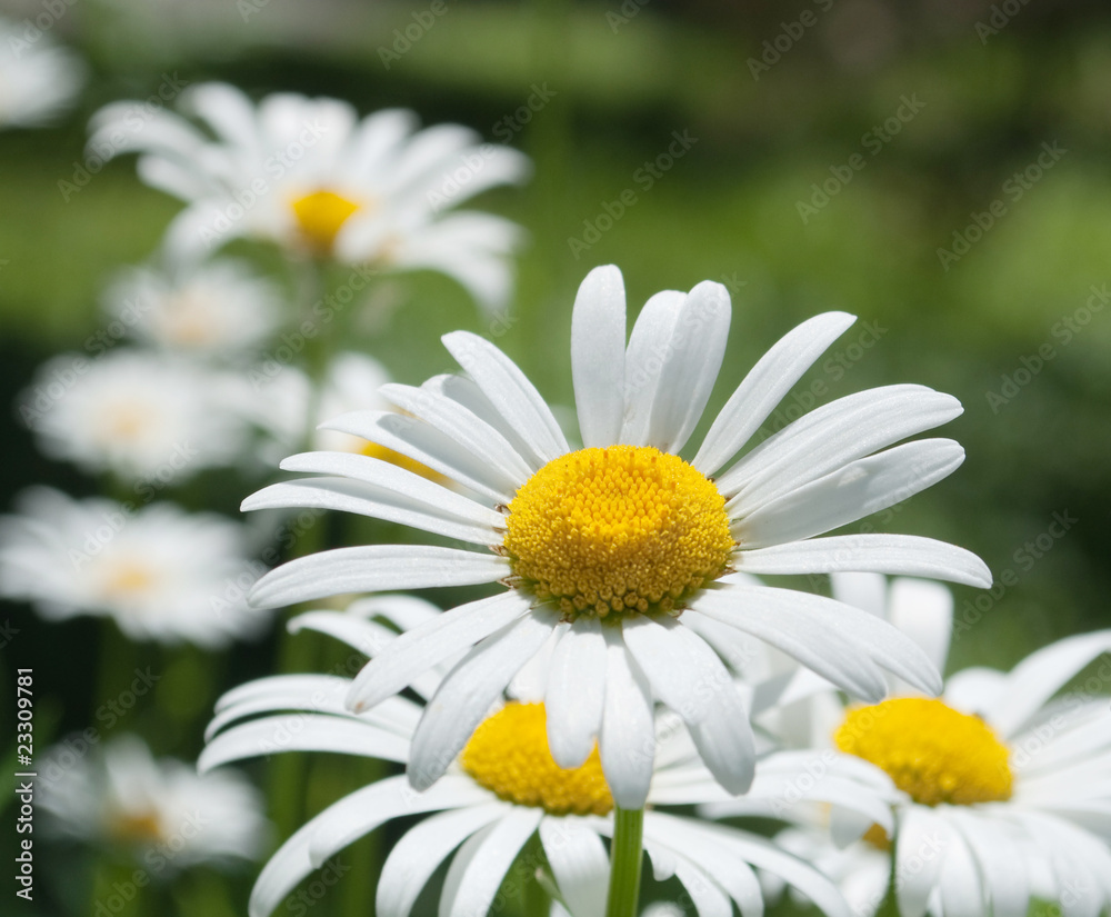 Obraz premium White camomiles
