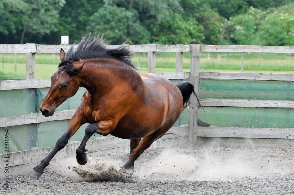 Naklejka premium Brown Horse XXXV
