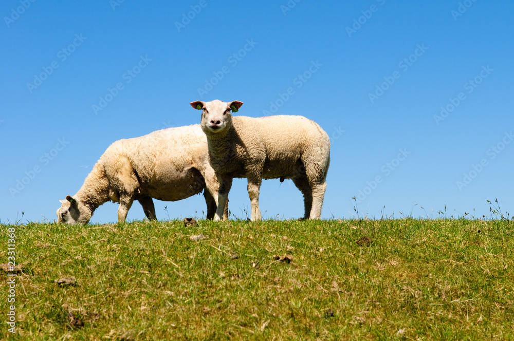grazing sheep grazing sheep