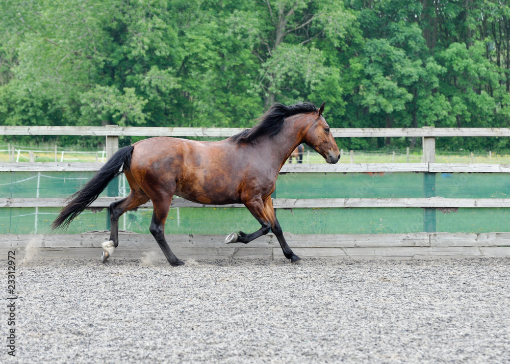 Brown Horse XVIII Brown Horse XVIII