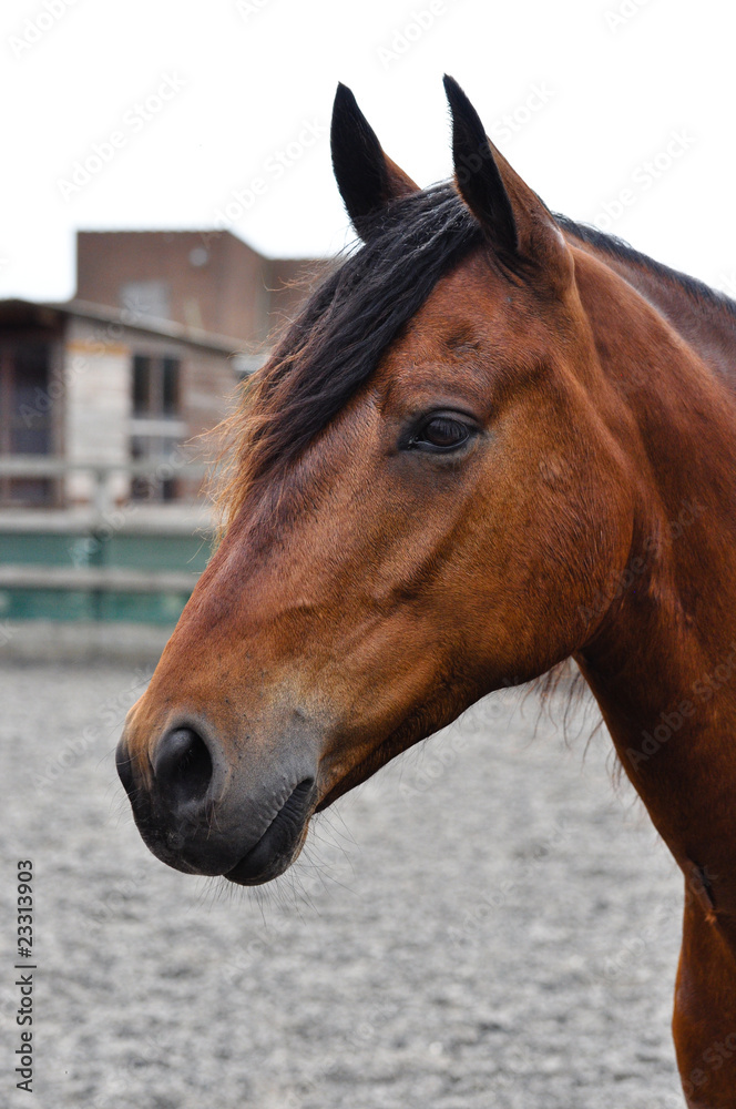 Obraz premium Brown Horse VII