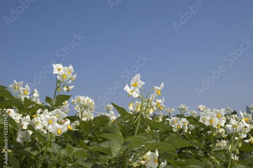 Kartoffelblüten photo