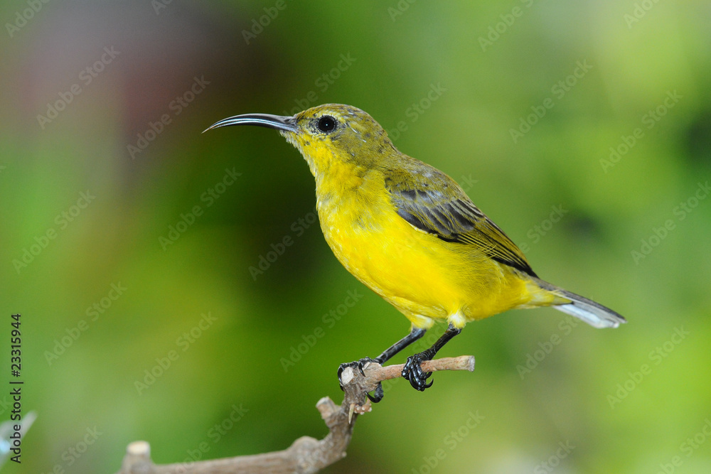 Female Sunbird On A Perch